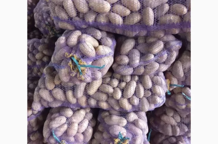 Продаж картоплі сорту Королева Анна та Конект- фото № 1