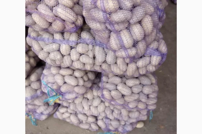 Продаж картоплі сорту Королева Анна та Конект- фото № 2