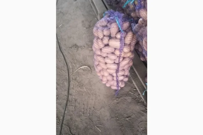 Продаж картоплі сорт Гранада та Белороса- фото № 2