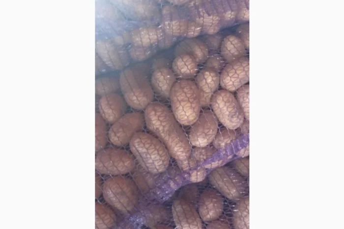 Продаж картоплі сорт Гранада та Белороса- фото № 3