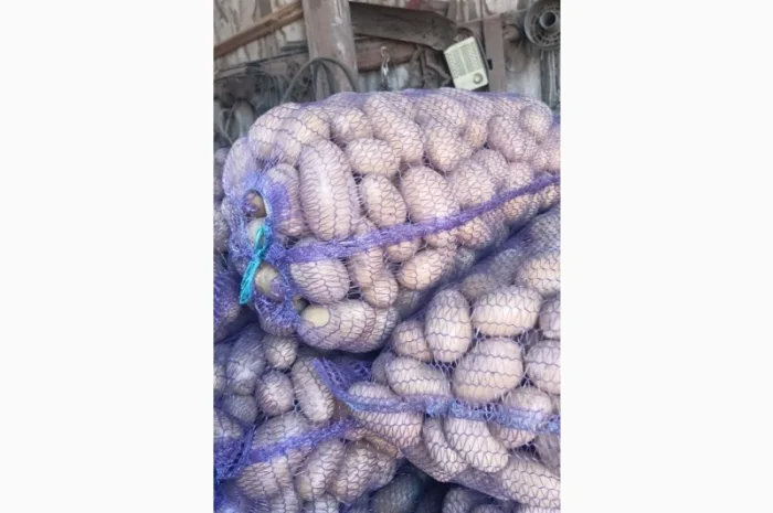 Продаж картоплі сорт Гранада та Белороса- фото № 4