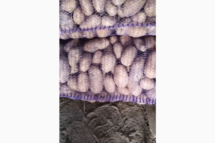 Продажа картофеля сортов Королева Анна и Белароса- фото № 2