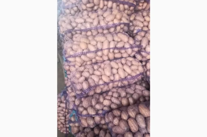 Продажа картофеля сортов Королева Анна и Белароса- фото № 3