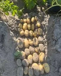 Насіннєва картопля сорту Королева Анна- фото № 1