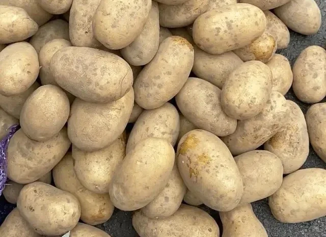 Насіннєва картопля Королева Анна, 1-2 репродукція- фото № 1