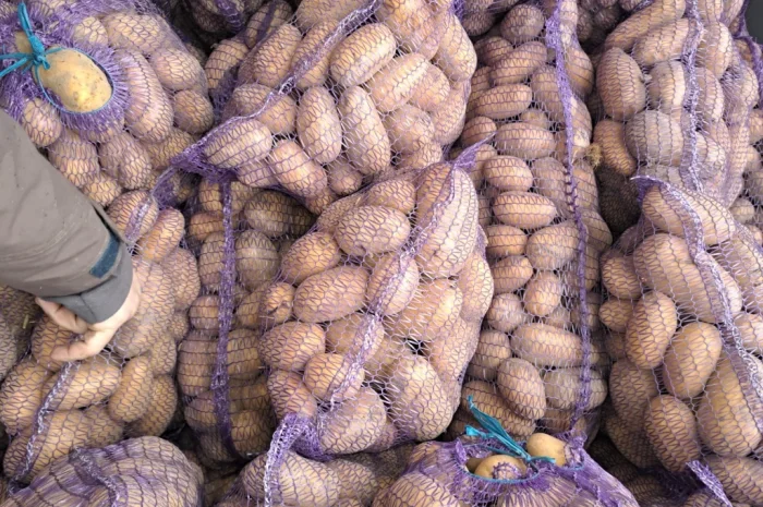 Продаж картоплі "Белла роса"- фото № 1