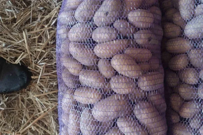 Продаж картоплі "Белла роса"- фото № 2