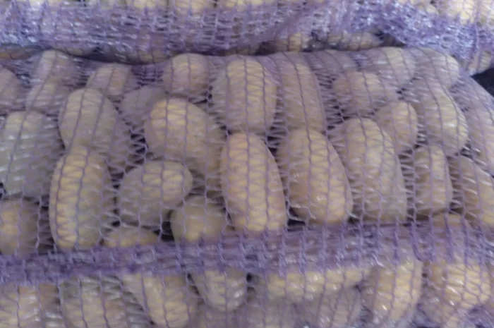 Продаж картоплі "Белла роса"- фото № 3