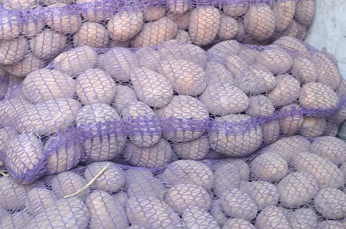 Продаж картоплі "Белла роса"- фото № 4