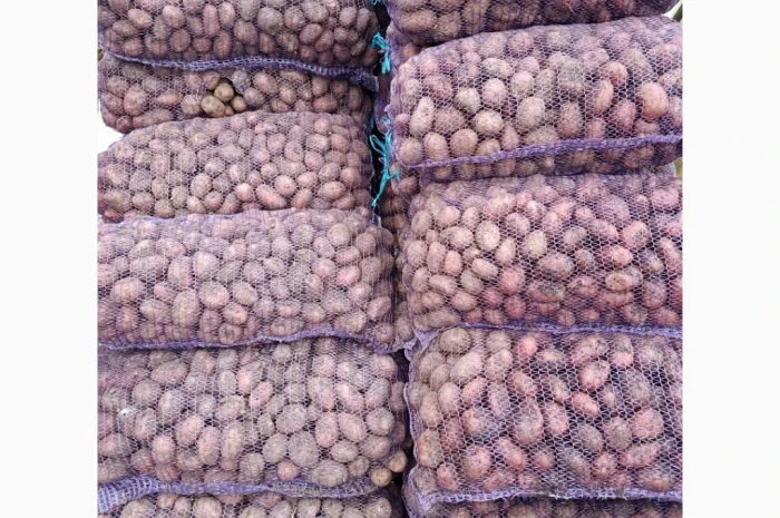 Продається насіннєва картопля Ред Леді- фото № 1