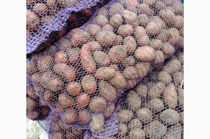 Продається насіннєва картопля Ред Леді- фото № 2