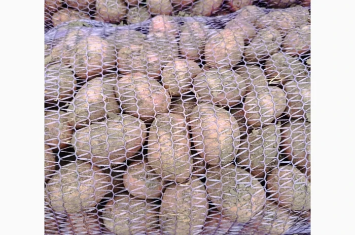 Продається насіннєва картопля Ред Леді- фото № 3