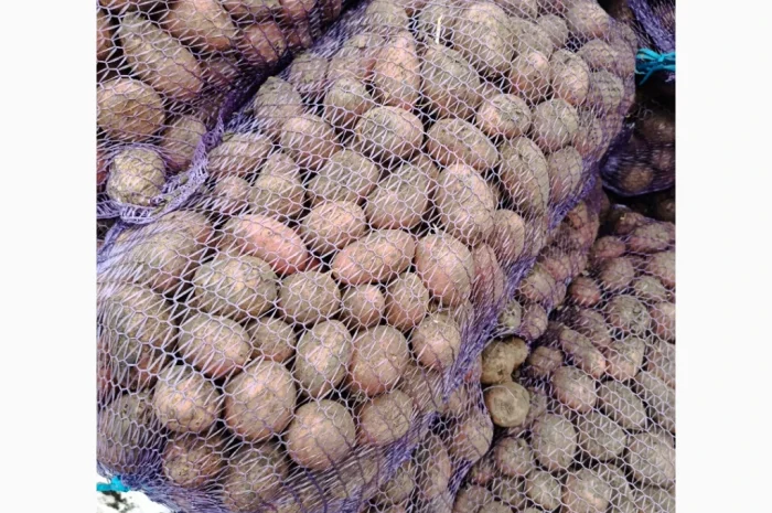 Продається насіннєва картопля Ред Леді- фото № 4