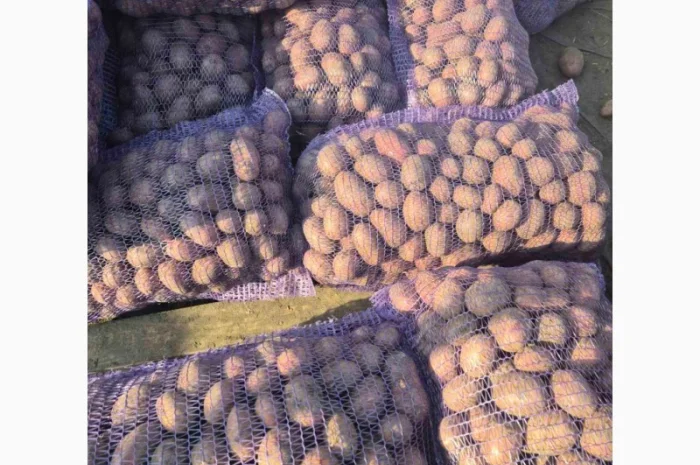 Семінний картопля раннього сорту Алюетт на продаж- фото № 1