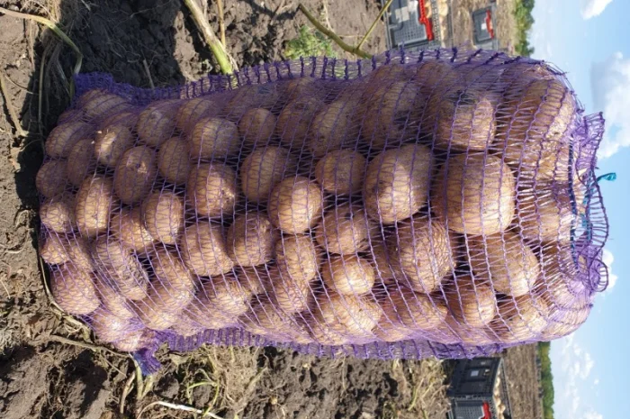 Картофель нового урожая на продажу- фото № 1