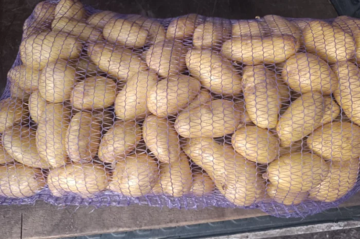 Продается картошка сорта Гранада- фото № 1