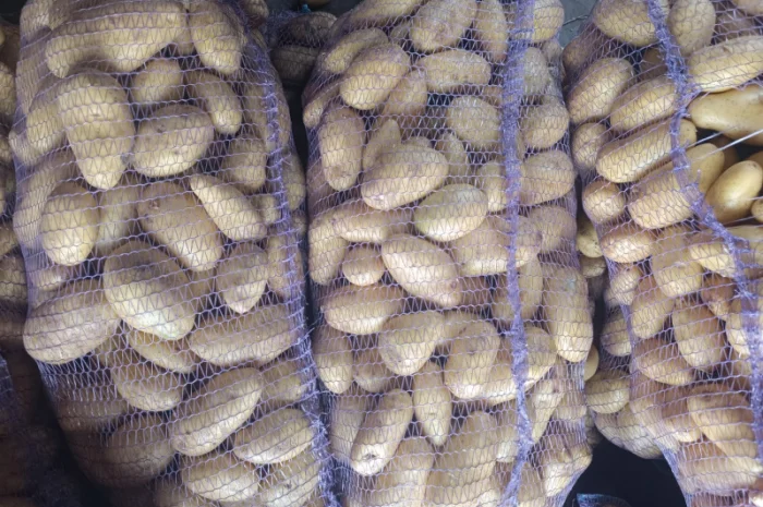 Продается картошка сорта Гранада- фото № 2