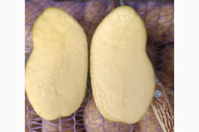 Продается картошка сорта Гранада- фото № 3