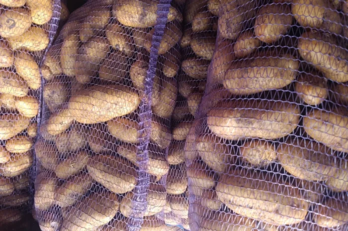 Продается картошка сорта Гранада- фото № 4