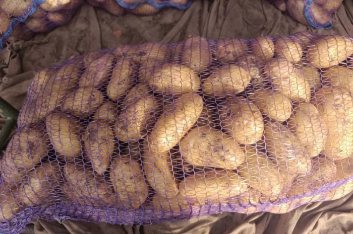 Продается картошка сорта Гранада- фото № 5