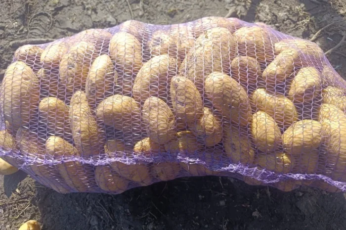 Картопля Гранада – продажа товарной картошки- фото № 4