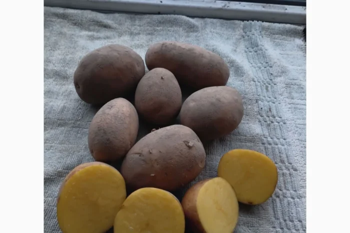 Продаж насіннєвої картоплі сортів Берніна та Журавінка- фото № 2