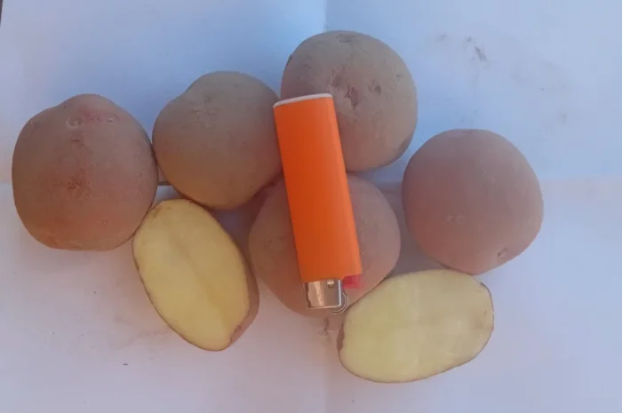 Пропонується картопля сортів Берніна та Журавінка- фото № 3