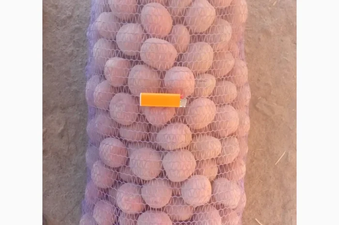 Пропонується картопля сортів Берніна та Журавінка- фото № 4