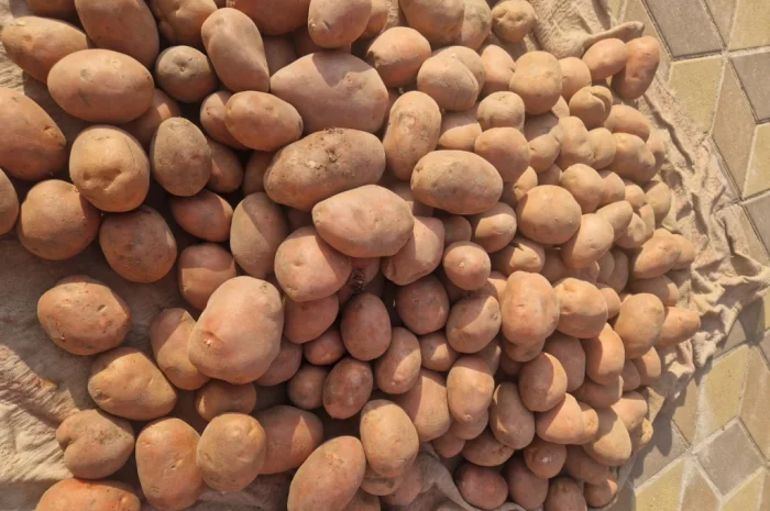 Продаю картоплю сорт Біларосса- фото № 2
