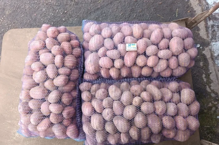 Продам качественную товарную и семенами картошку- фото № 1