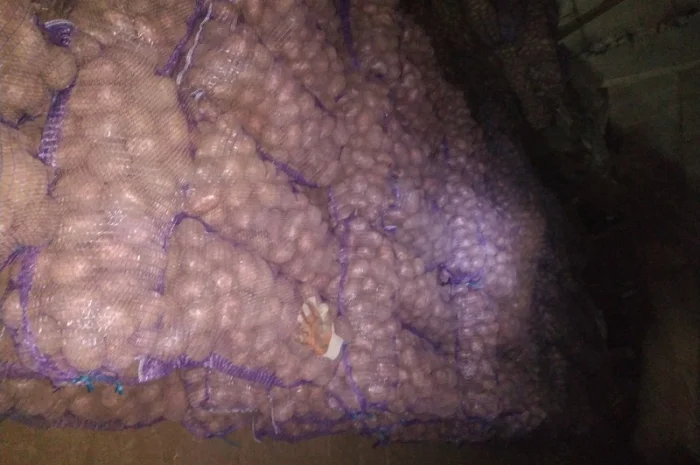 Продаю якісну картоплю- фото № 3