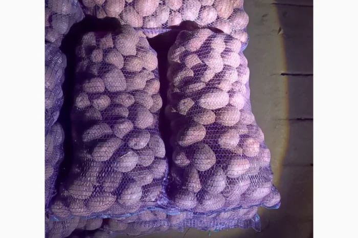 Продам качественную товарную и семенами картошку- фото № 3