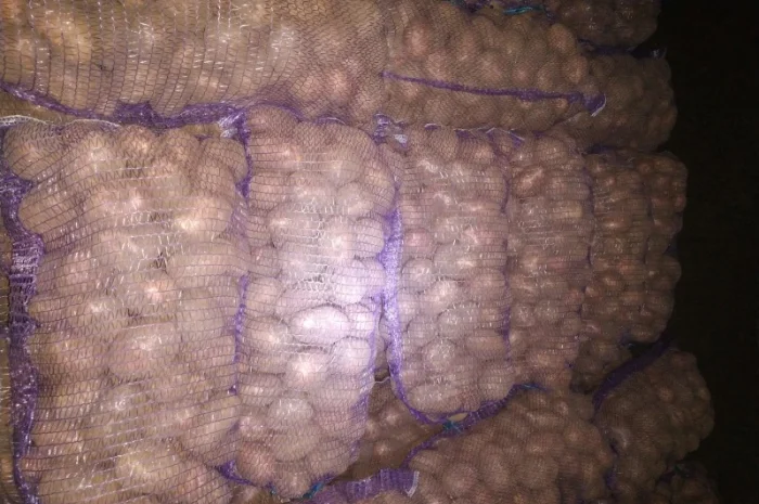 Продаю якісну картоплю- фото № 1