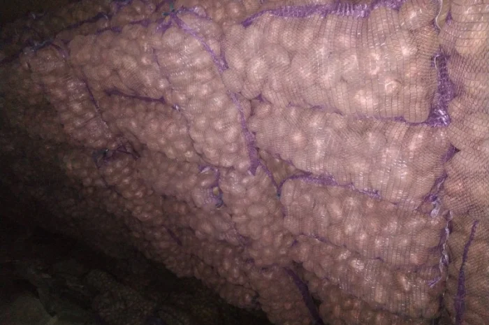 Продаю якісну картоплю- фото № 2