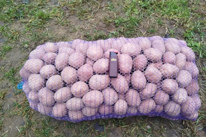 Продаю картоплю сорту Білароса- фото № 1