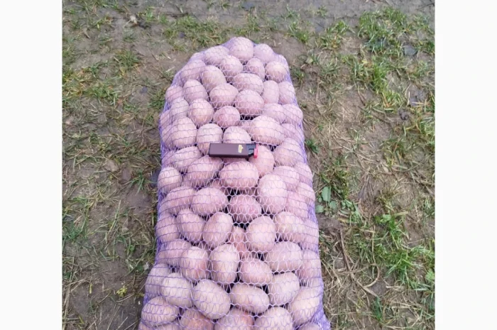 Продаю картоплю сорту Білароса- фото № 2