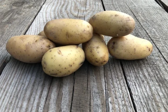 Насіннєва картопля Гранада оптом від 5 тонн- фото № 1