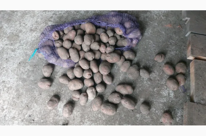 Куплю товарну картоплю- фото № 1