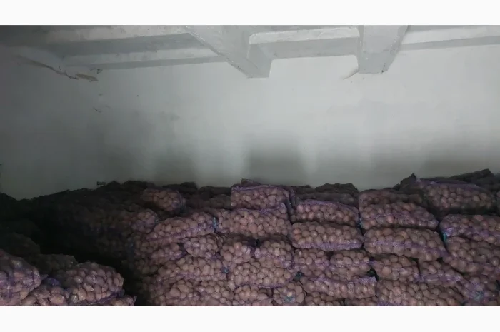 Куплю товарну картоплю- фото № 2