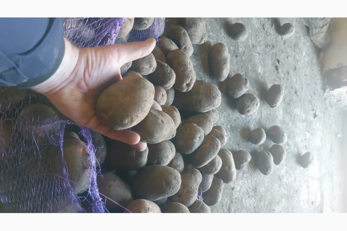 Куплю товарну картоплю- фото № 3