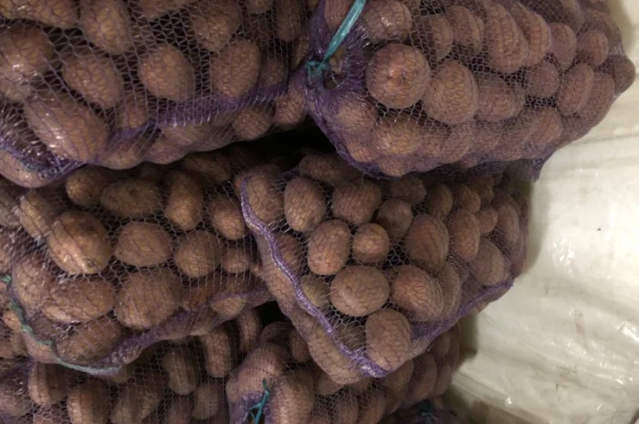 Якісна картопля на продаж- фото № 2