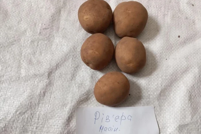 Продаж насіннєвої картоплі Рівʼєра 2- фото № 1