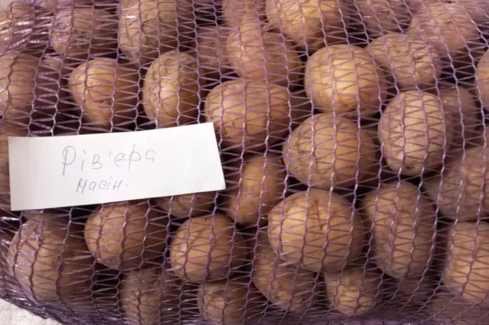 Продаж насіннєвої картоплі Рівʼєра 2- фото № 2
