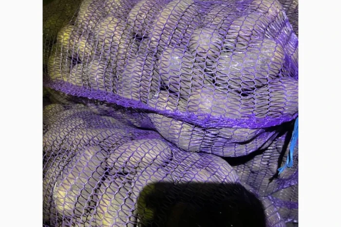 Продаю картоплю продовольчу 50+- фото № 1