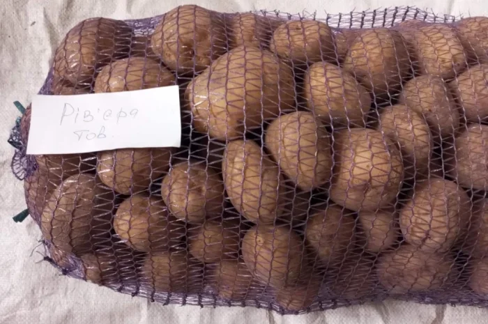 Продаю картоплю продовольчу 50+- фото № 2