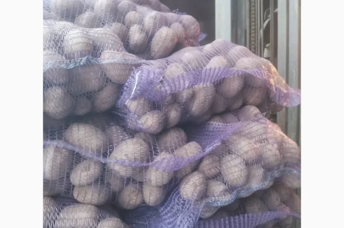 Продажа картошки Люсинка- фото № 1