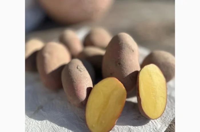 Картопля на продаж сортів Балтік Роуз, Алюет, Гала- фото № 1