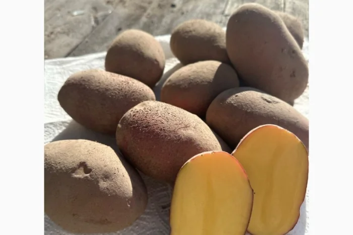 Картопля на продаж сортів Балтік Роуз, Алюет, Гала- фото № 2