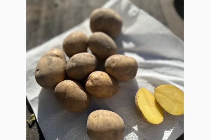 Картопля на продаж сортів Балтік Роуз, Алюет, Гала- фото № 3