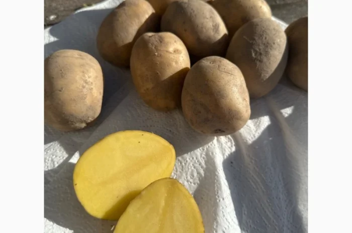 Картопля на продаж сортів Балтік Роуз, Алюет, Гала- фото № 4